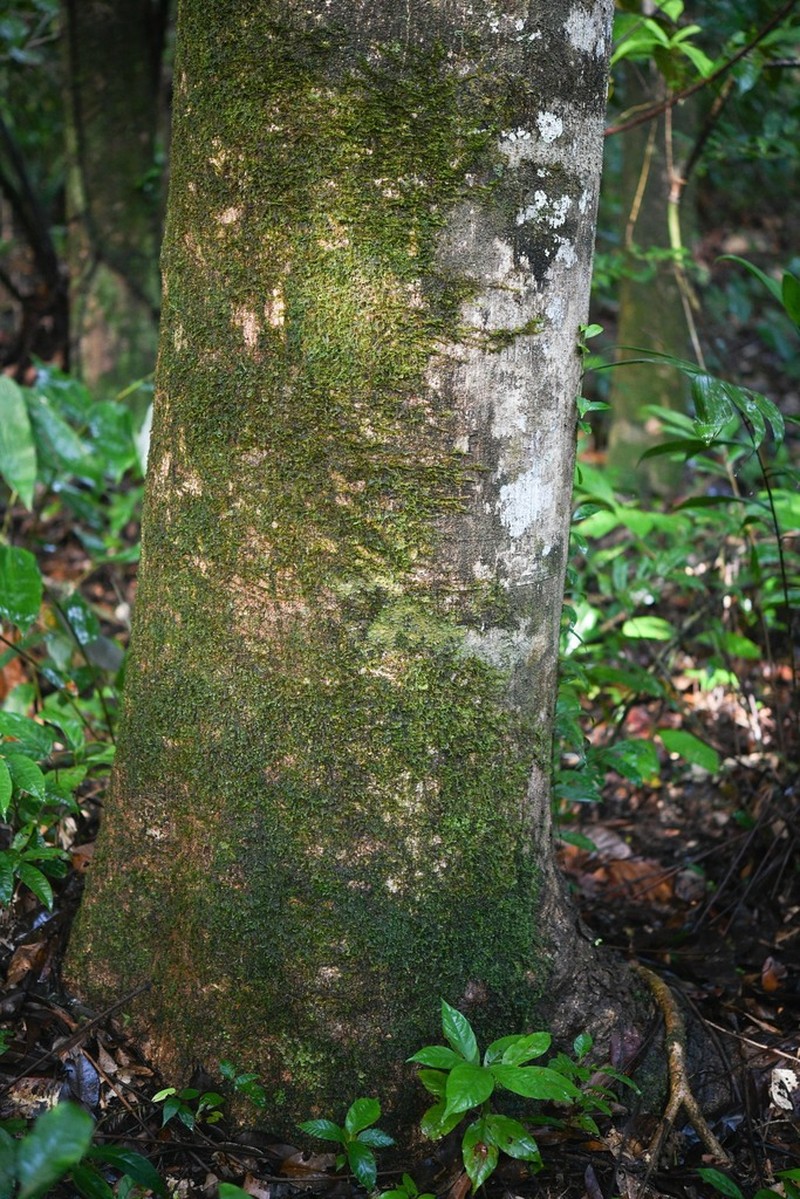 Didymopanax decaphyllus photo 4