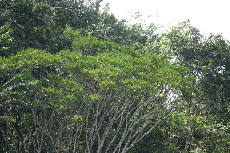 Didymopanax decaphyllus photo 5