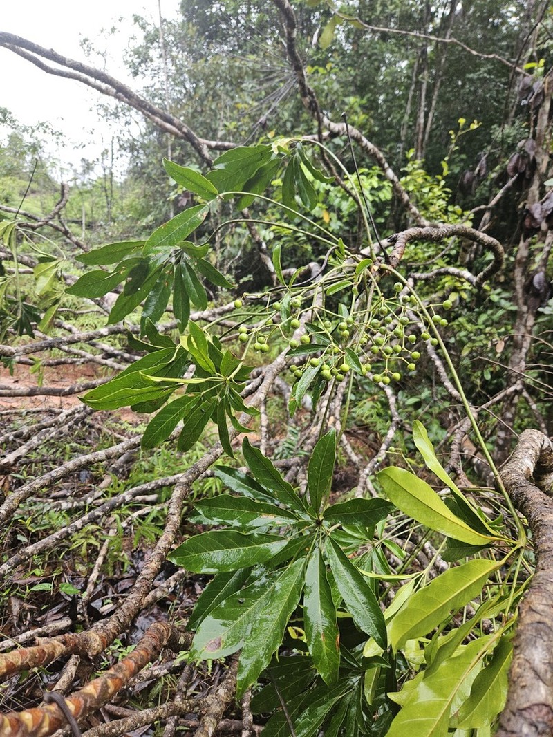 Didymopanax decaphyllus photo 6