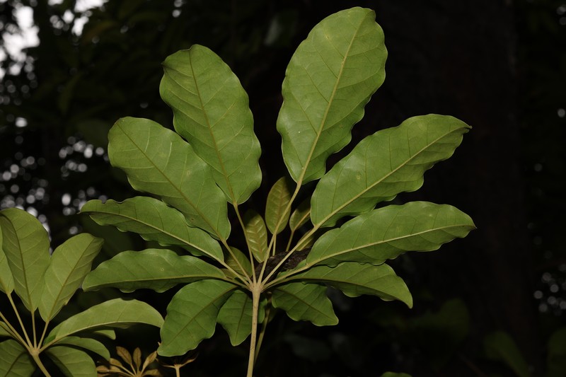 Didymopanax decaphyllus photo 8