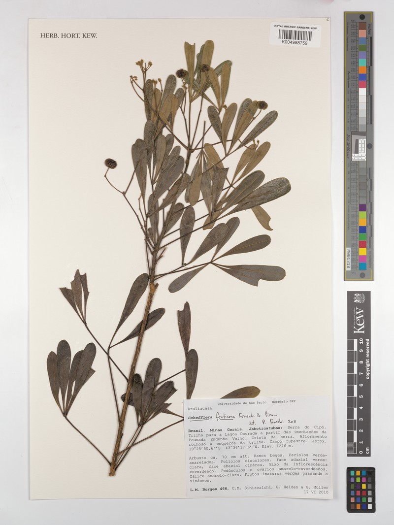 Didymopanax fruticosus