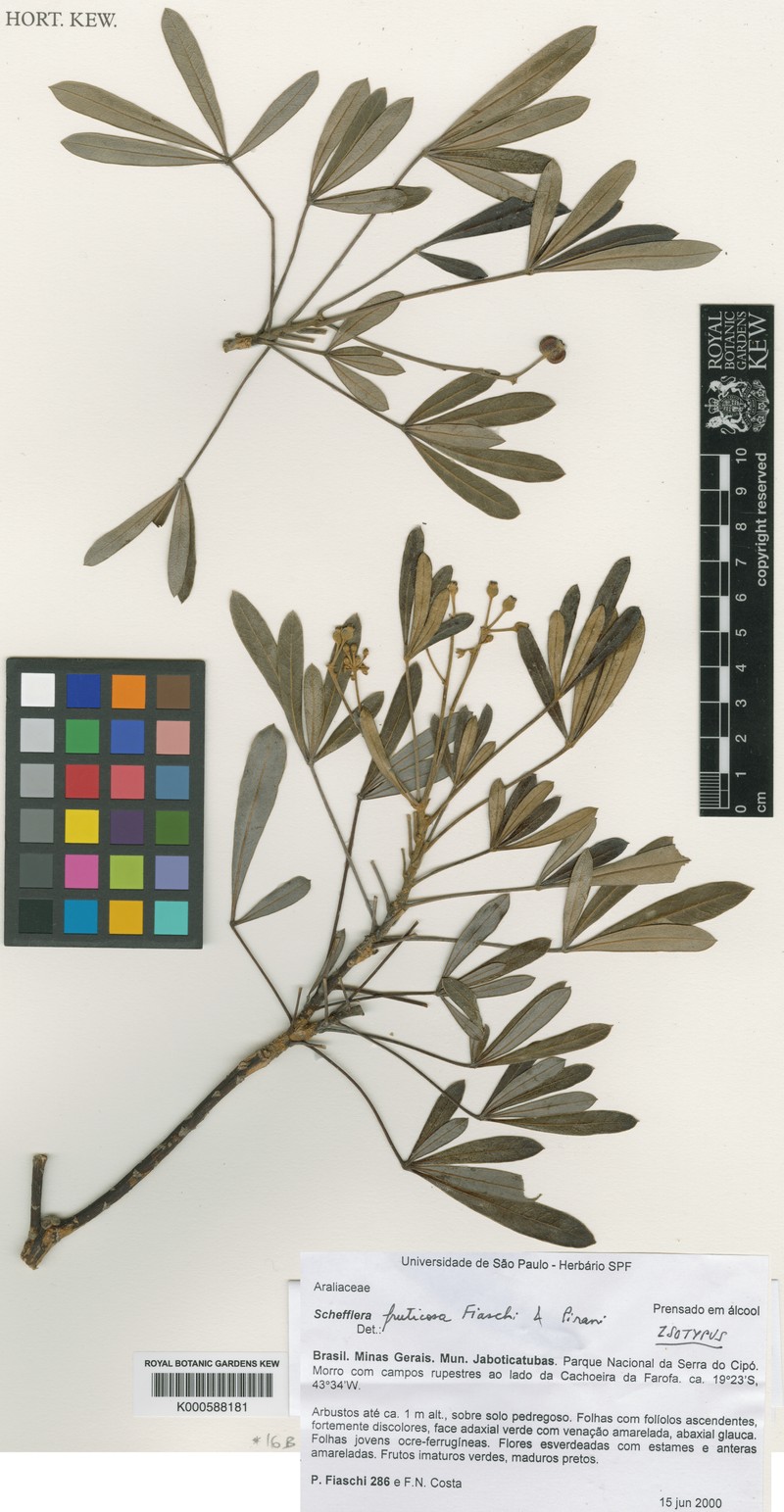 Didymopanax fruticosus photo 2