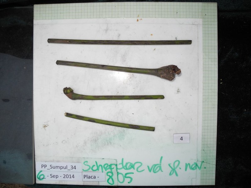 Didymopanax leco