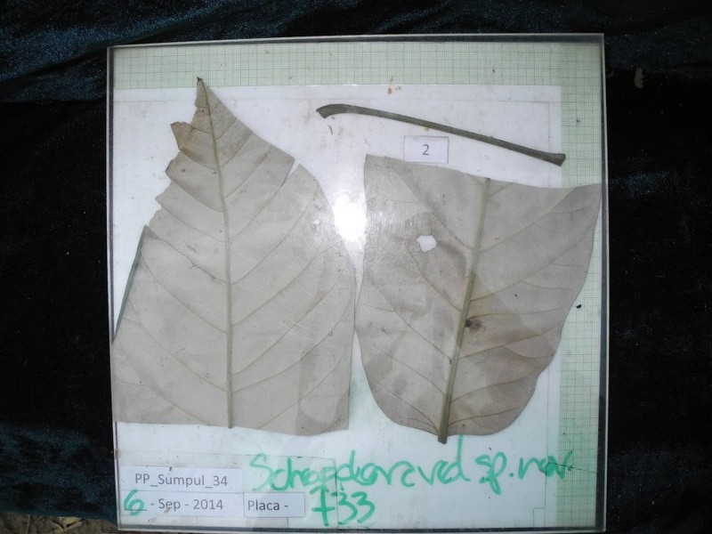 Didymopanax leco photo 2
