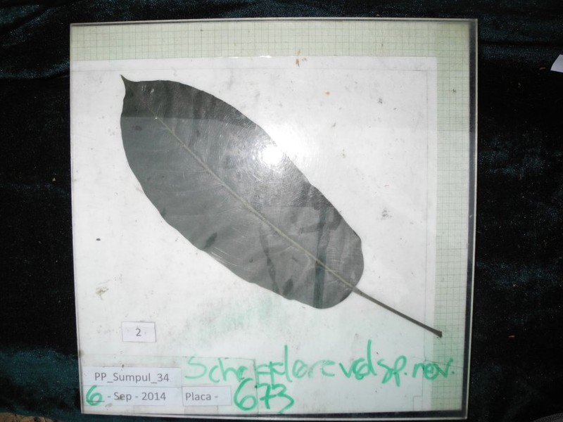 Didymopanax leco photo 3