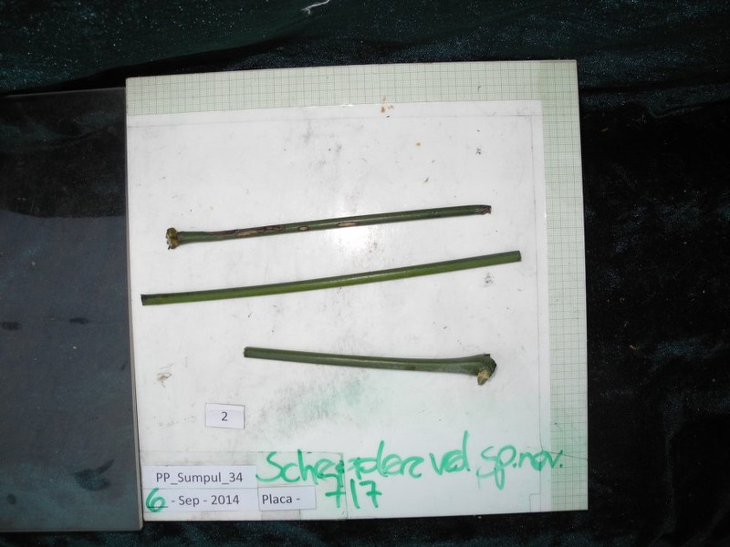 Didymopanax leco photo 4