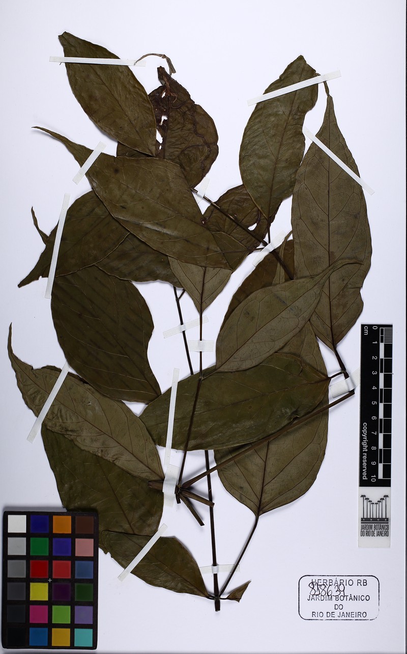 Didymopanax plurifolius