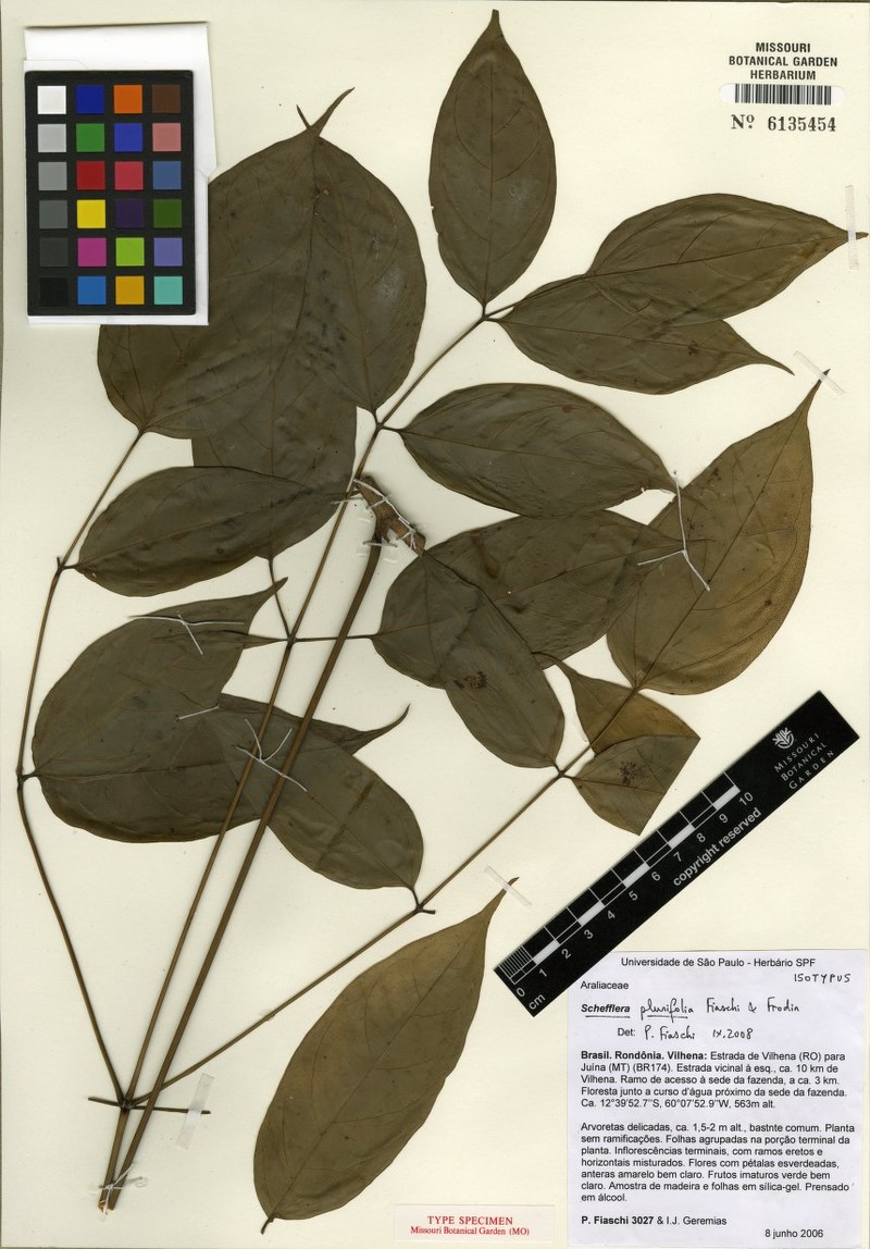 Didymopanax plurifolius photo 2