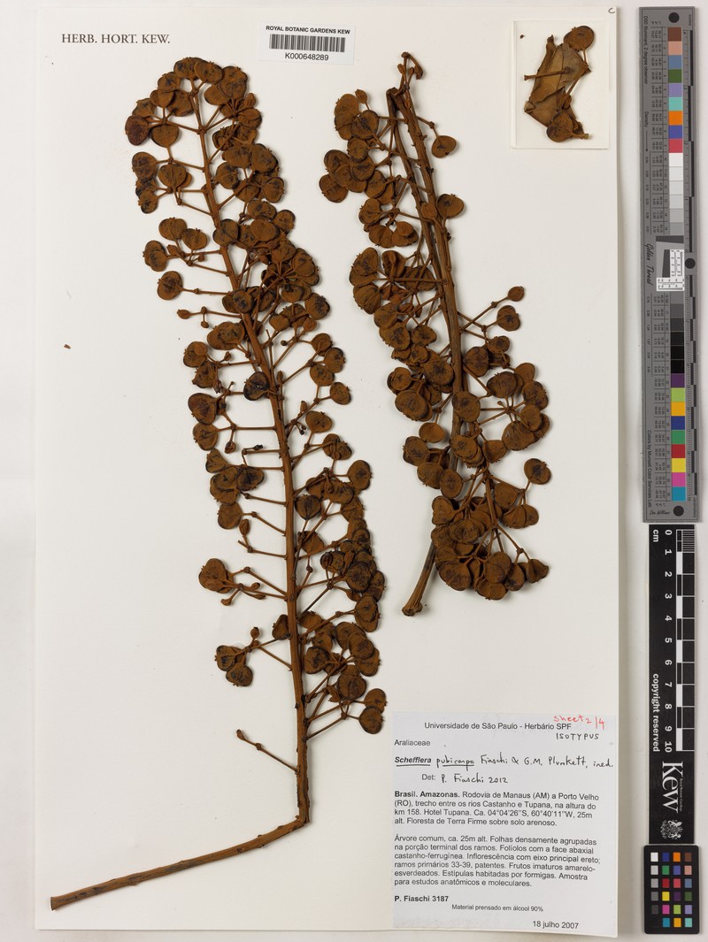 Didymopanax pubicarpus