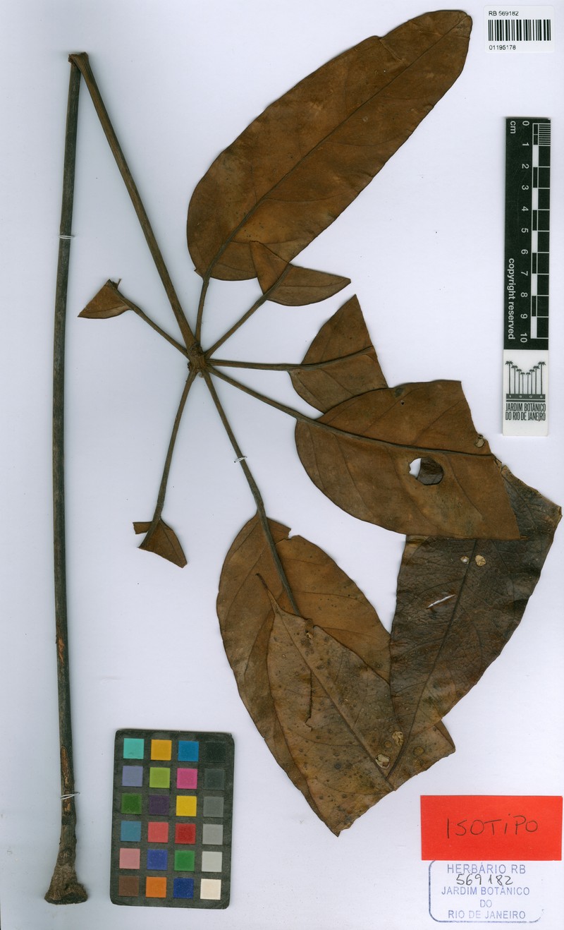 Didymopanax pubicarpus photo 2