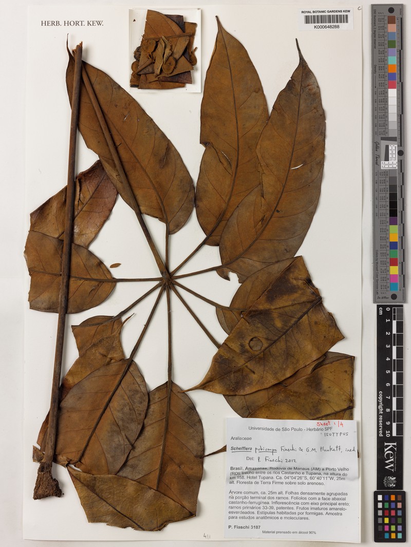 Didymopanax pubicarpus photo 3