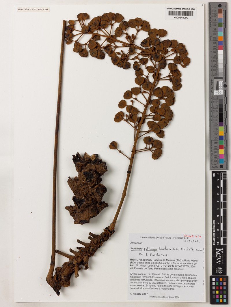Didymopanax pubicarpus photo 4