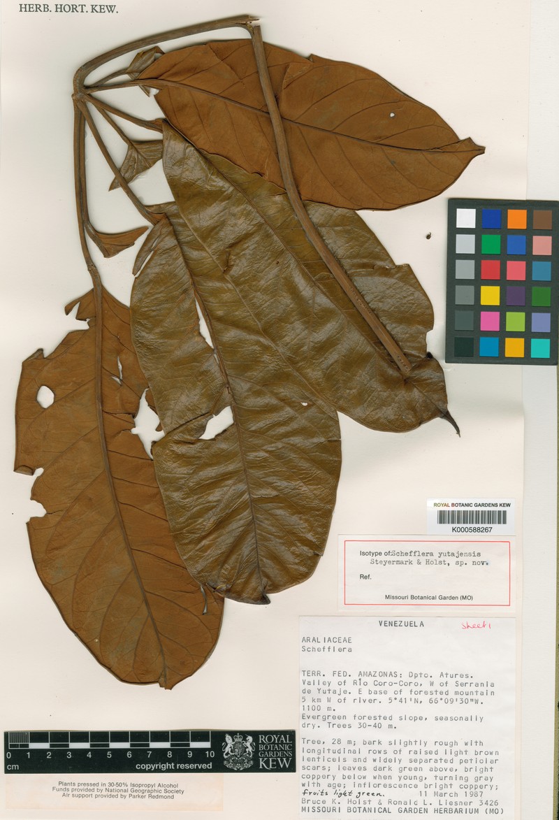 Didymopanax quinquecarinatus