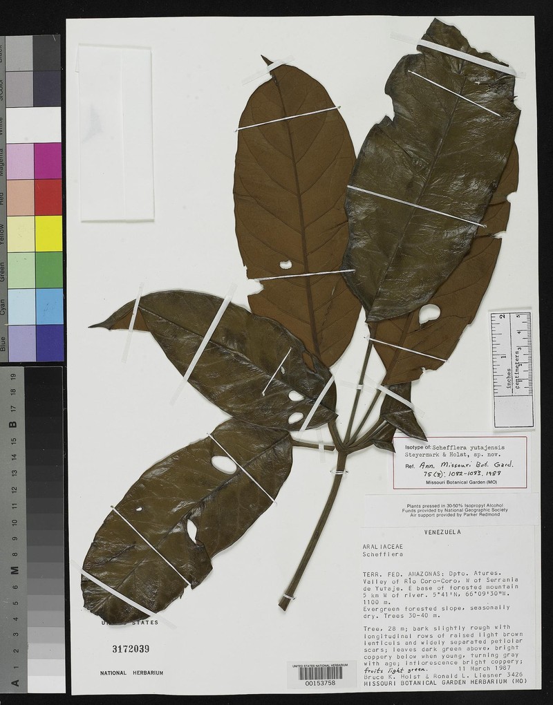 Didymopanax quinquecarinatus photo 4