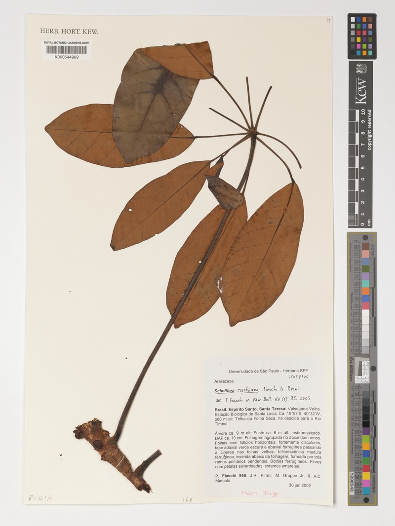 Didymopanax ruschianus