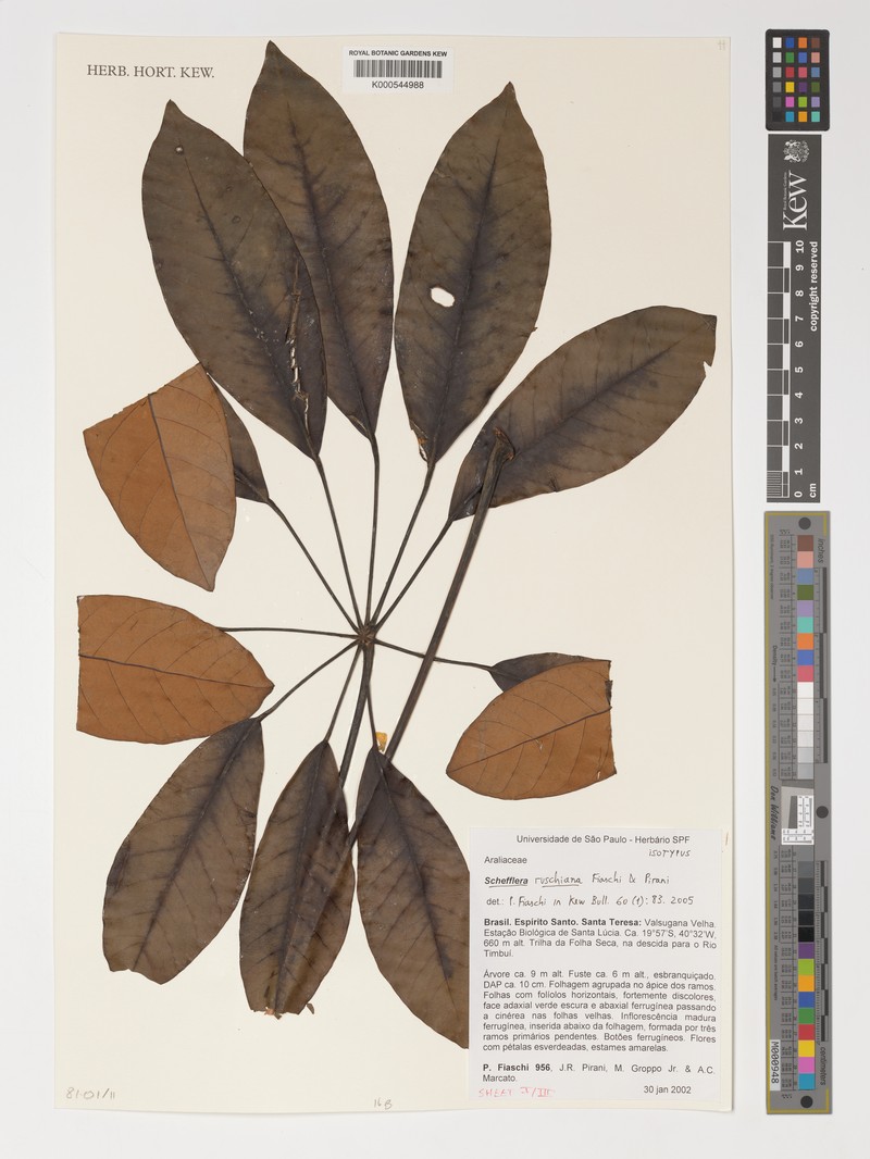Didymopanax ruschianus photo 2
