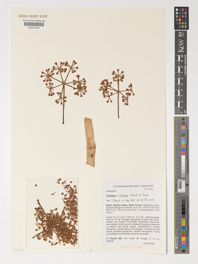 Didymopanax ruschianus photo 3