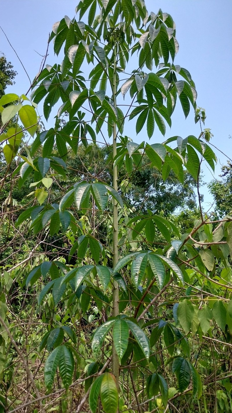 Didymopanax tamatamaensis