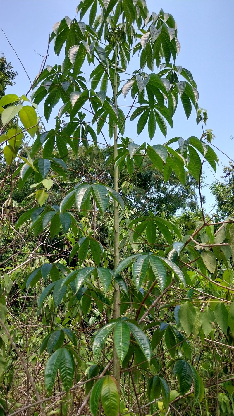 Didymopanax tamatamaensis photo 2