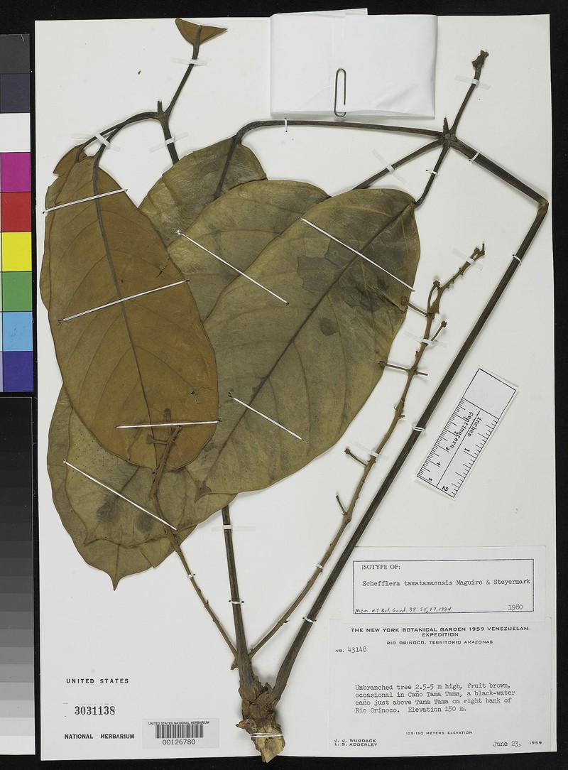 Didymopanax tamatamaensis photo 3