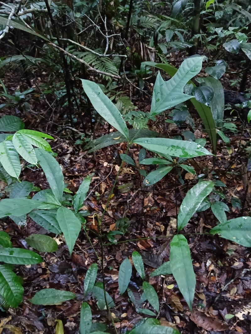 Didymopanax umbrosus