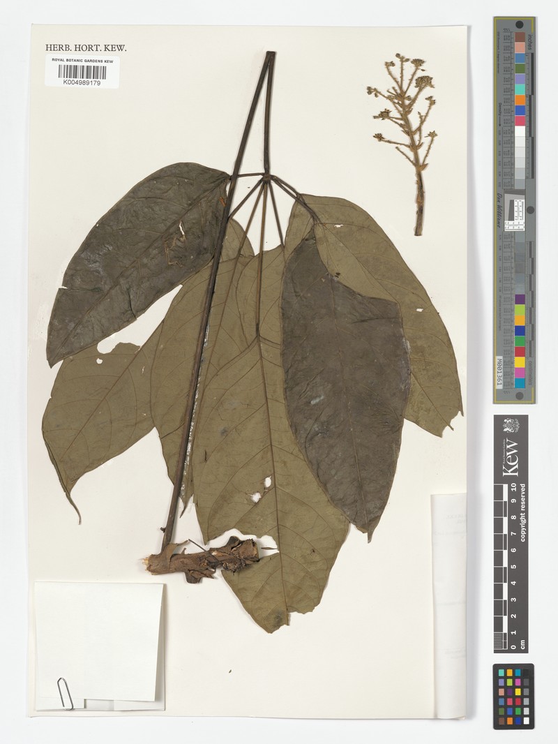 Didymopanax umbrosus photo 2