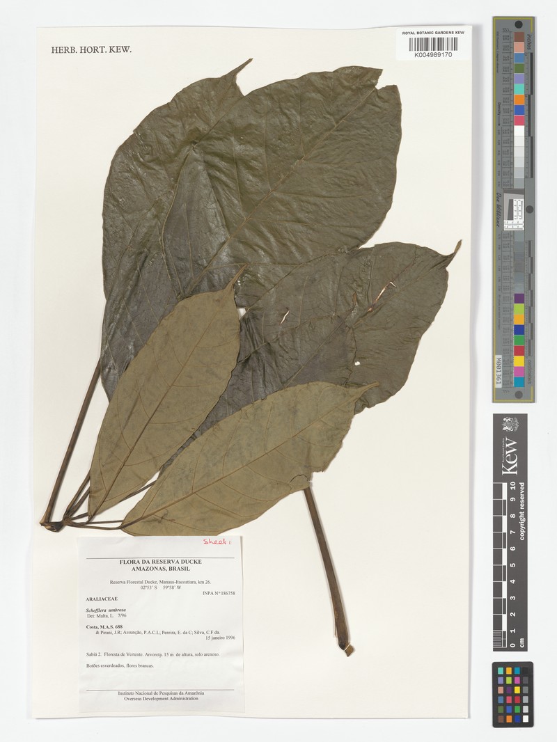 Didymopanax umbrosus photo 3