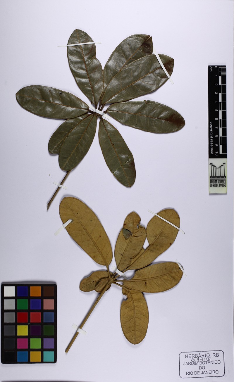Didymopanax villosissimus