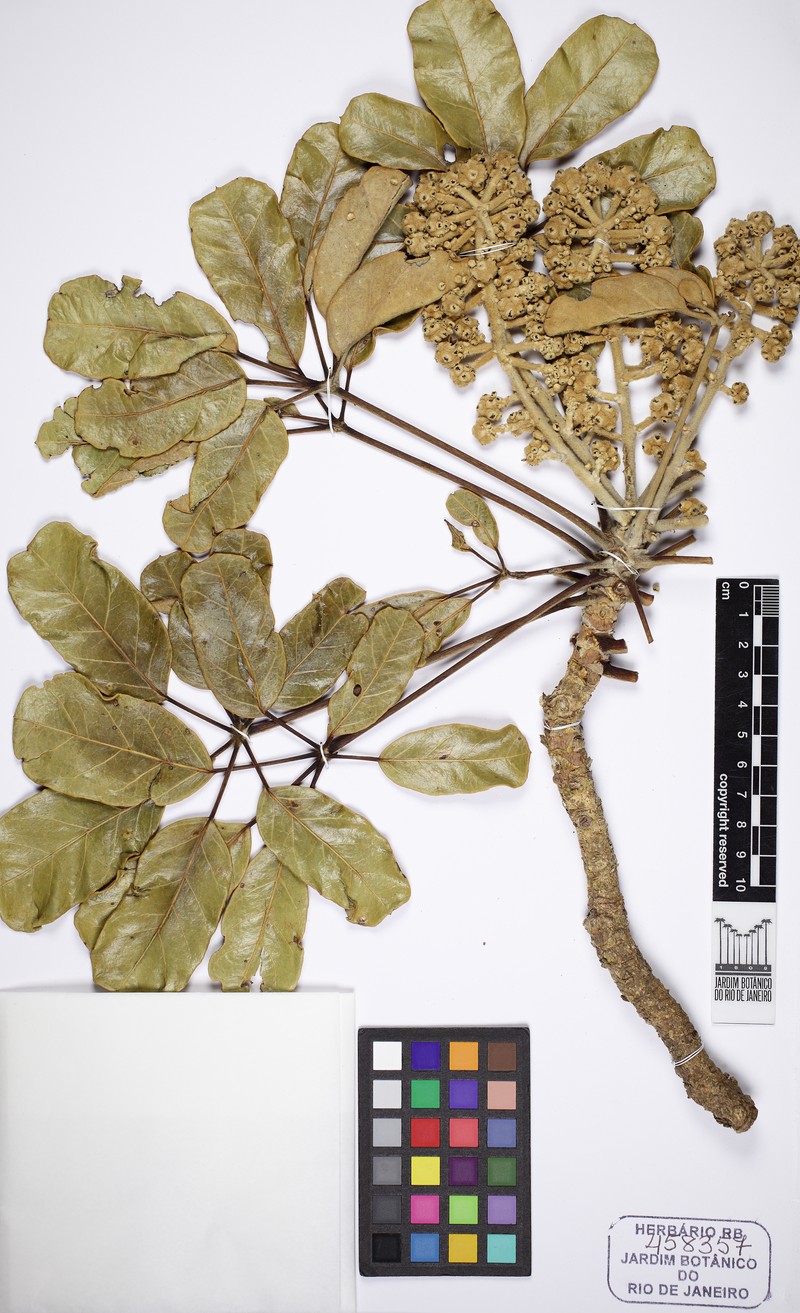 Didymopanax villosissimus photo 2