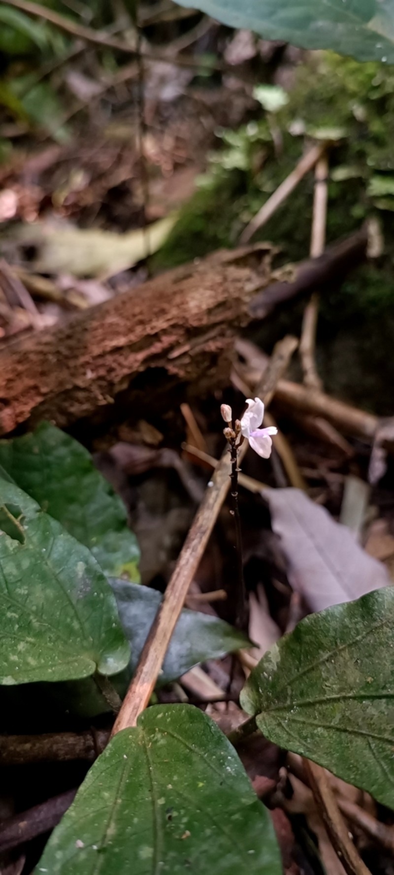 Didymoplexiella laosensis