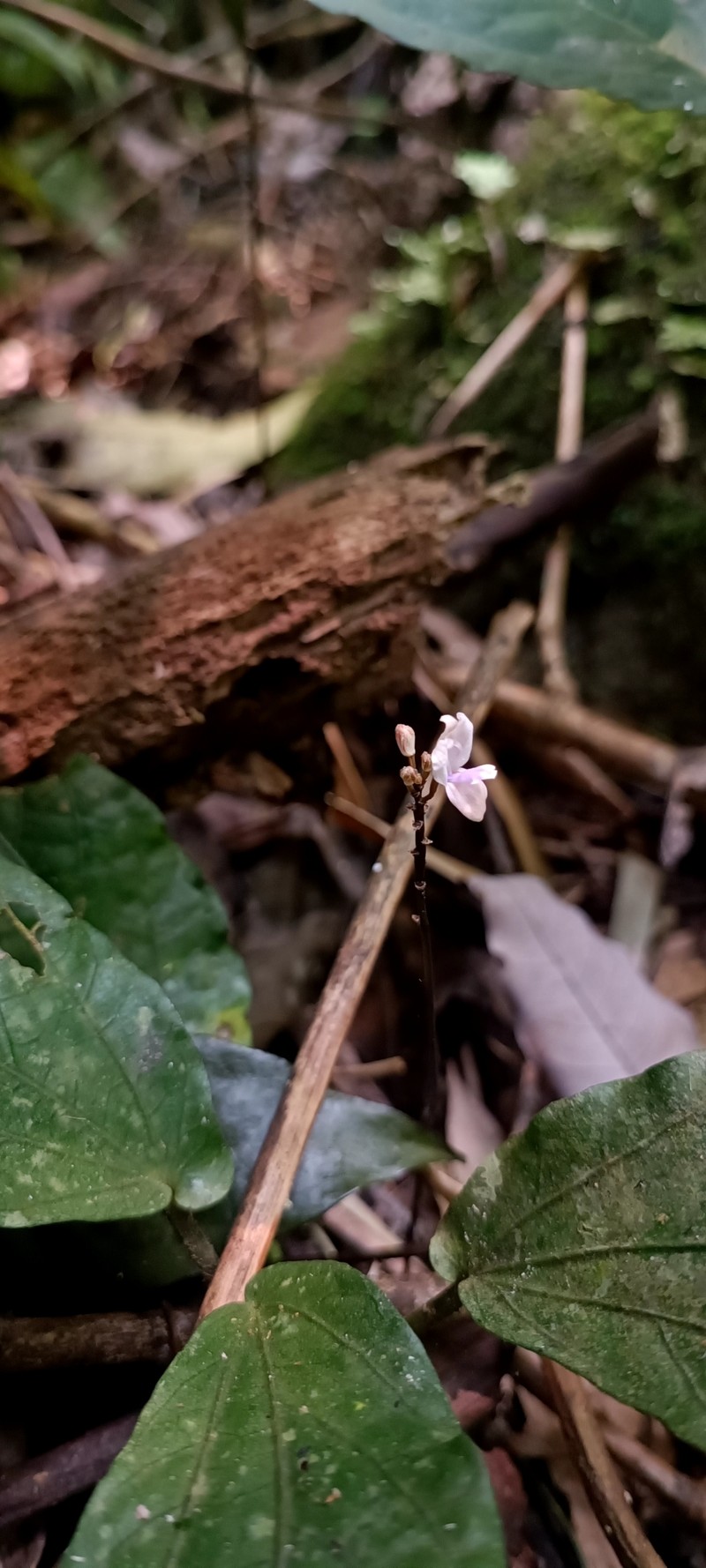 Didymoplexiella laosensis photo 2