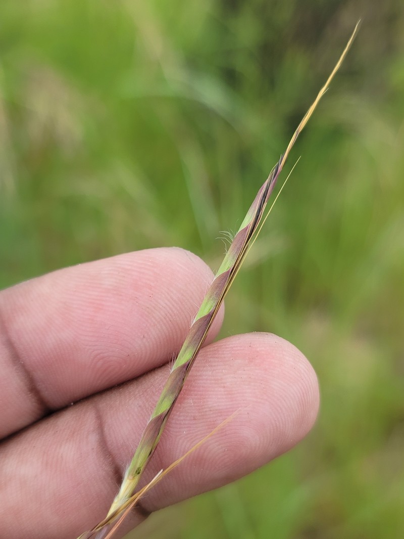 Foldedleaf Grass