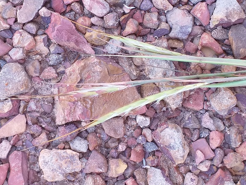 Foldedleaf Grass photo 2