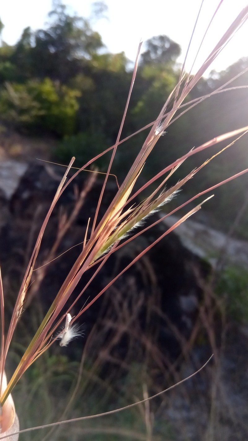 Foldedleaf Grass photo 3