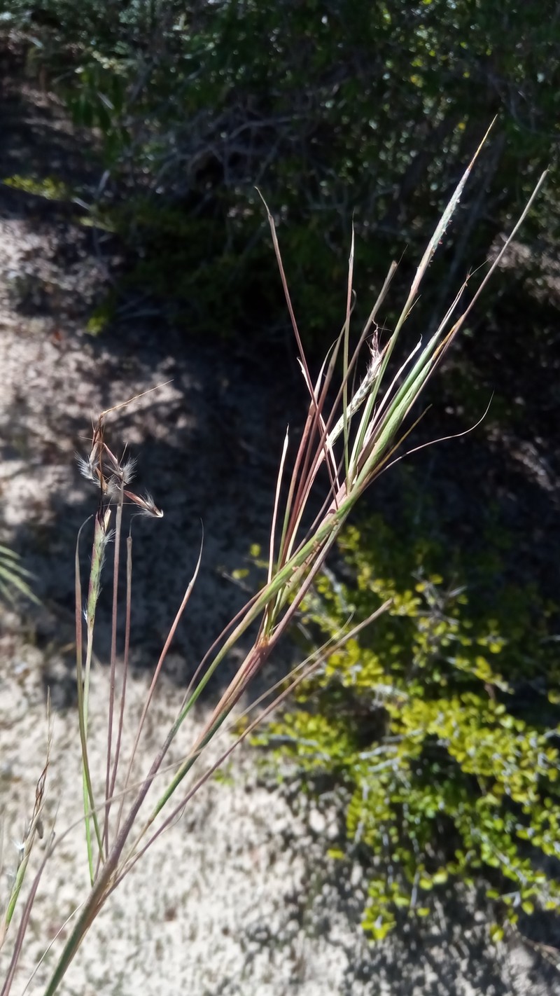 Foldedleaf Grass photo 4