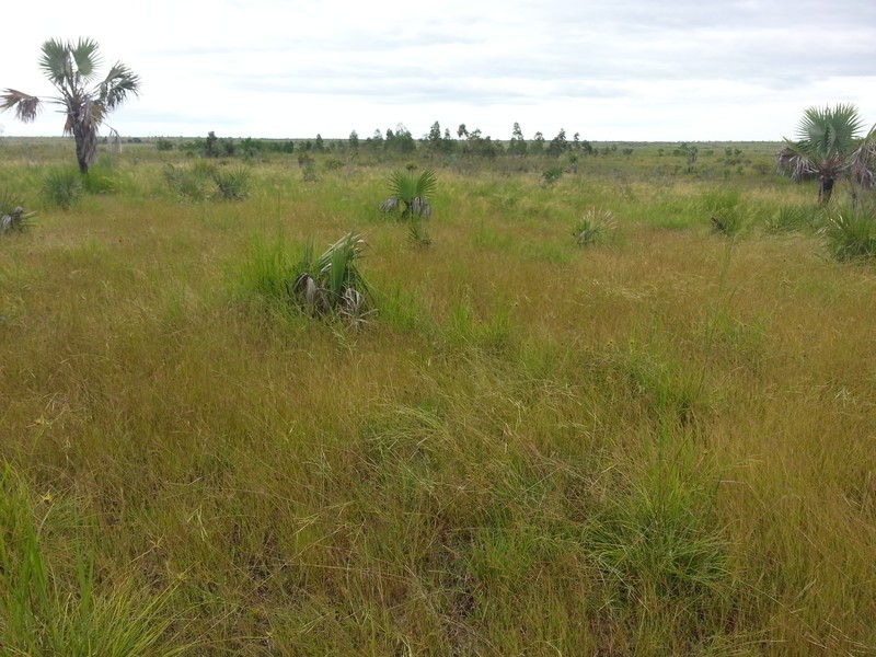 Foldedleaf Grass photo 5