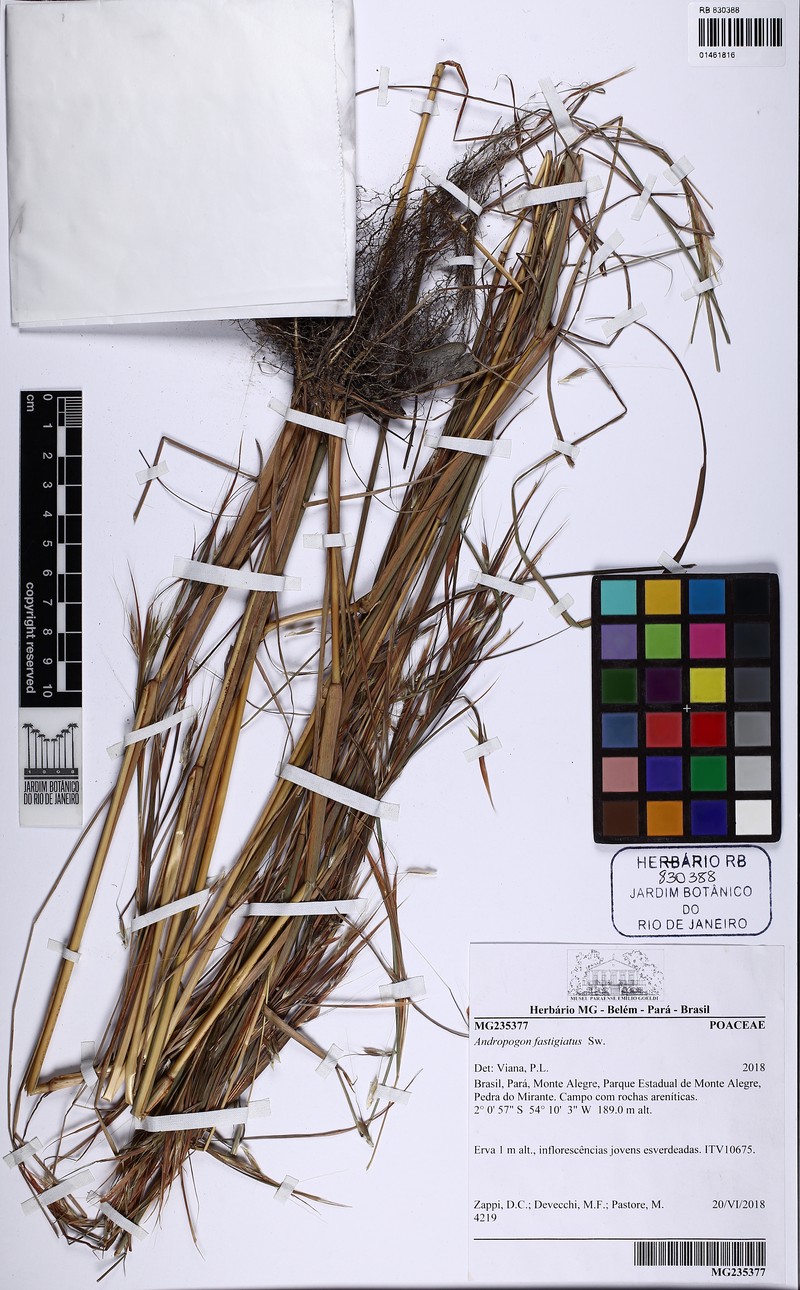 Foldedleaf Grass photo 6