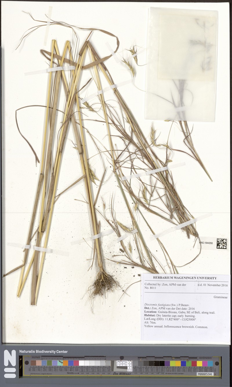 Foldedleaf Grass photo 7