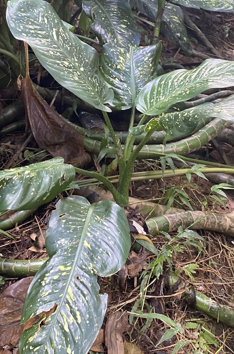 Dumbcane