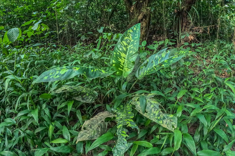 Dumbcane photo 2