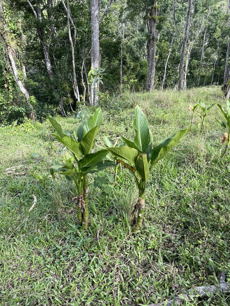 Dumbcane photo 3