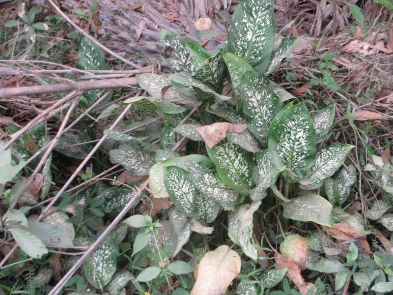 Dumbcane photo 4