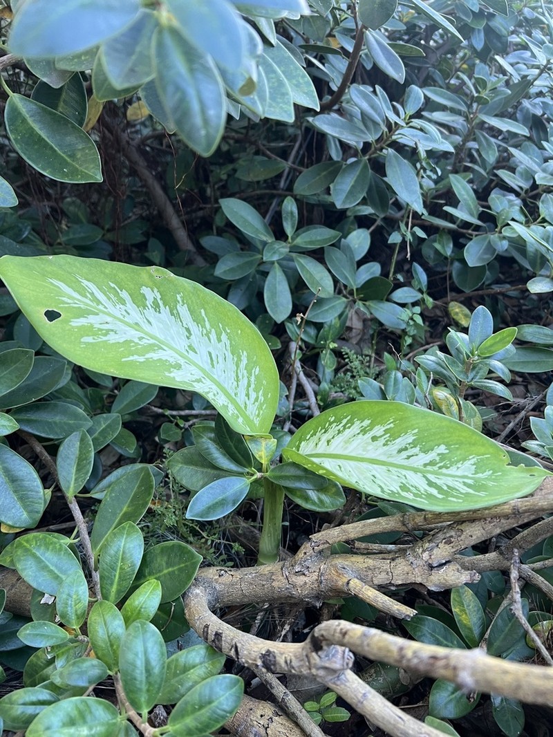 Dumbcane photo 5