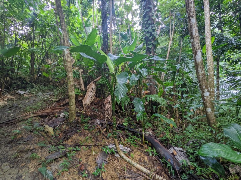 Dumbcane photo 6