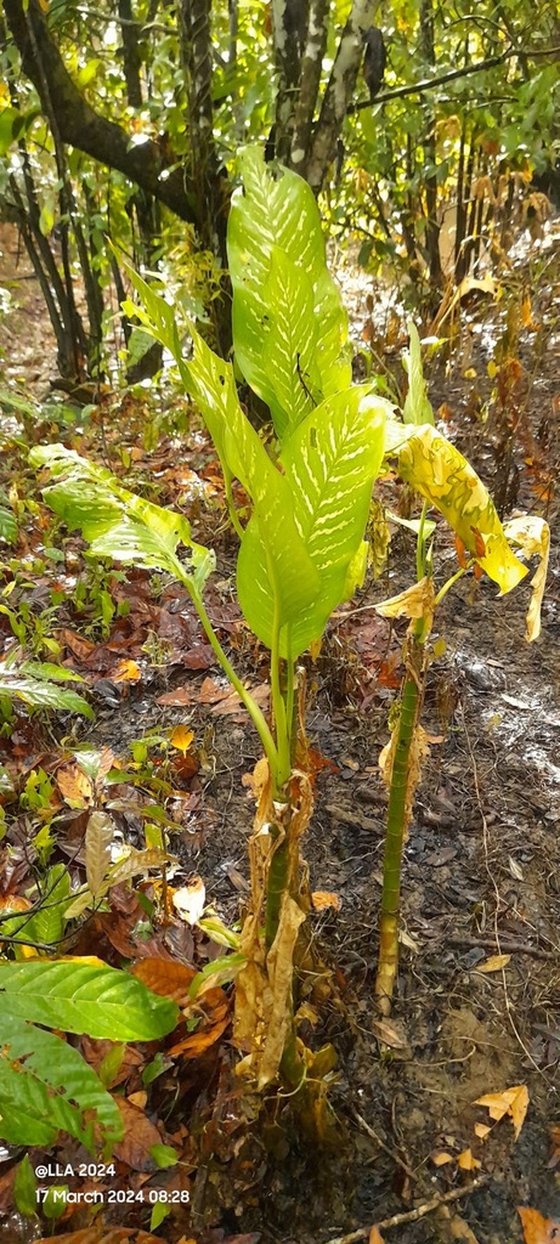 Dumbcane photo 7
