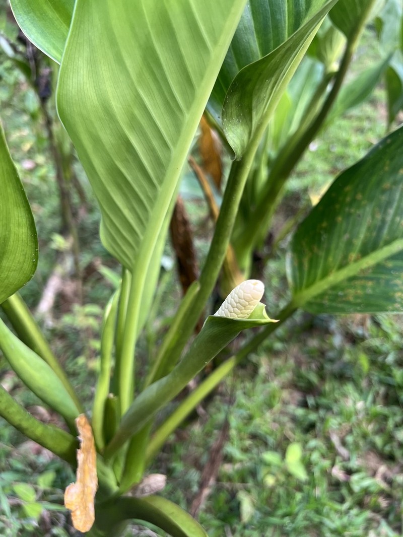 Dumbcane photo 8