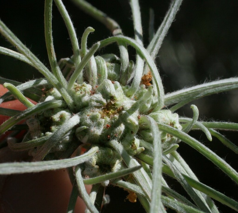 Dielitzia tysonii