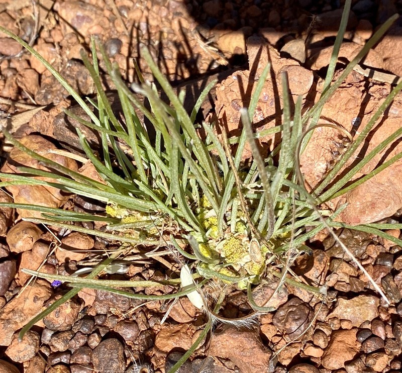Dielitzia tysonii photo 3