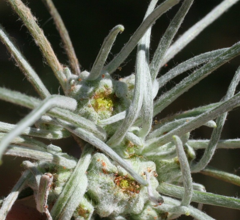 Dielitzia tysonii photo 4