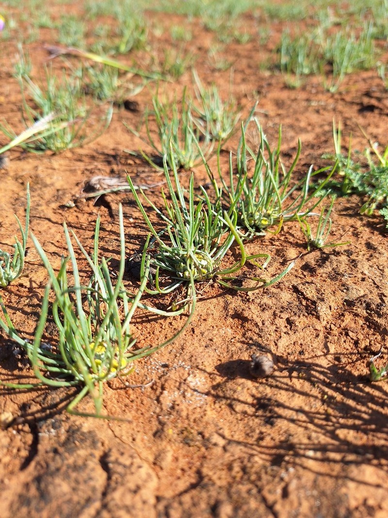 Dielitzia tysonii photo 5